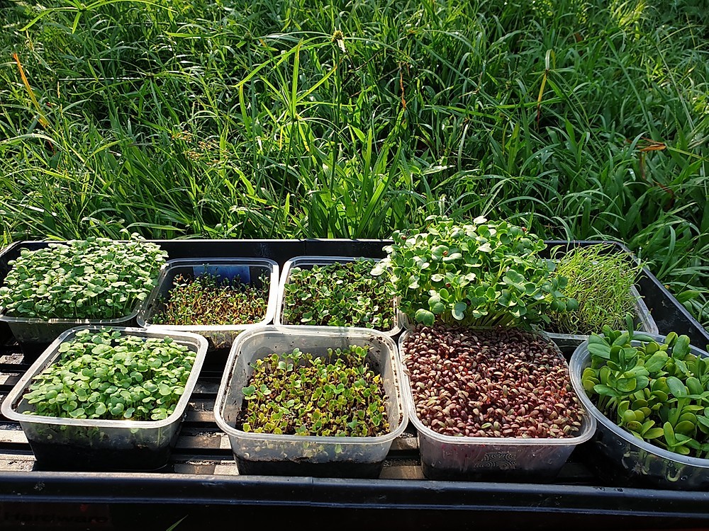 Complete Beginners Guide To Start Growing Microgreens At Home